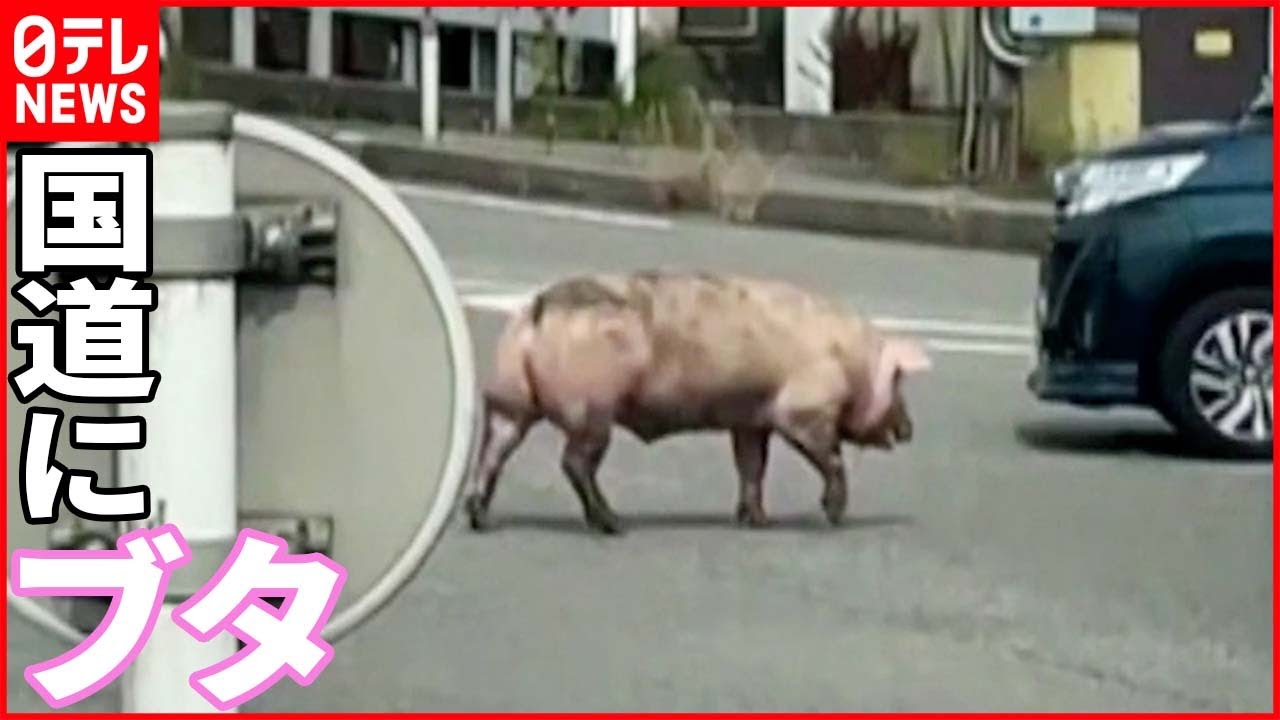 【トラックから“転落”】国道にブタが逃げ込む