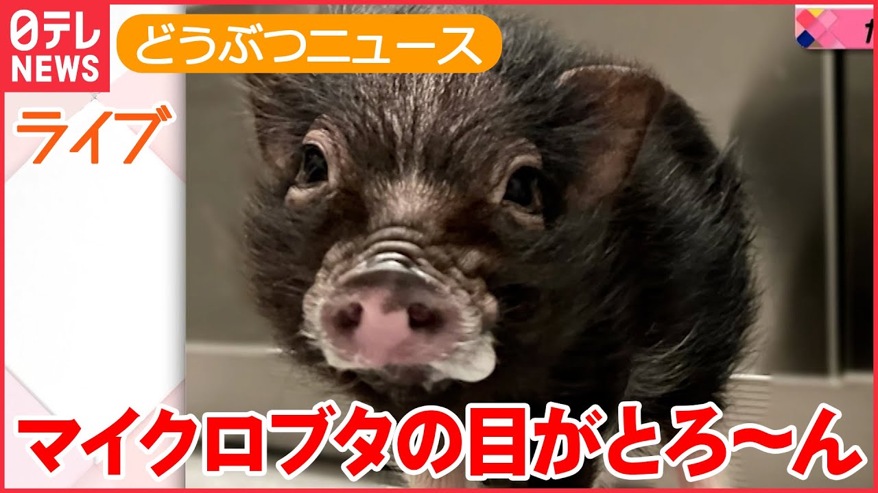 【ライブ】動物ニュース：犬が突然“宙づり”/スナネコの赤ちゃん/ 野生動物が神社で“参拝”？/ 風に立つアルパカ　など (日テレNEWS LIVE)