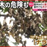 【ナラ枯れ】被害広がる 倒木の危険で公園“閉鎖“も 山中湖でも被害拡大