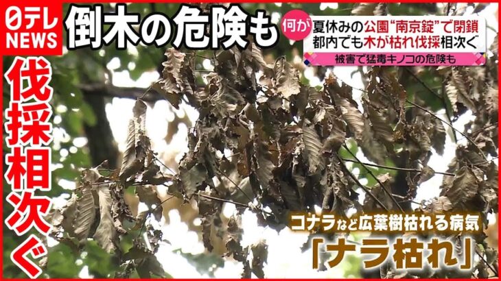 【ナラ枯れ】被害広がる 倒木の危険で公園“閉鎖“も 山中湖でも被害拡大