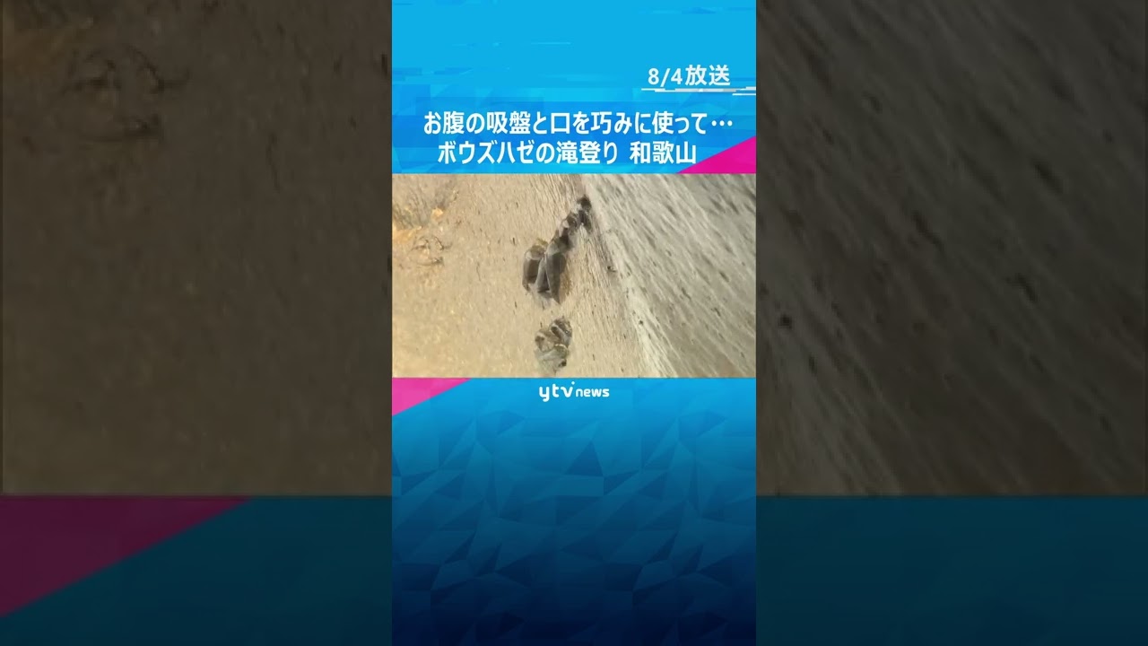 ボウズハゼの滝登り　お腹の吸盤と口を巧みに使って上流へ／和歌山・古座川町の「滝の拝」#shorts #読売テレビニュース