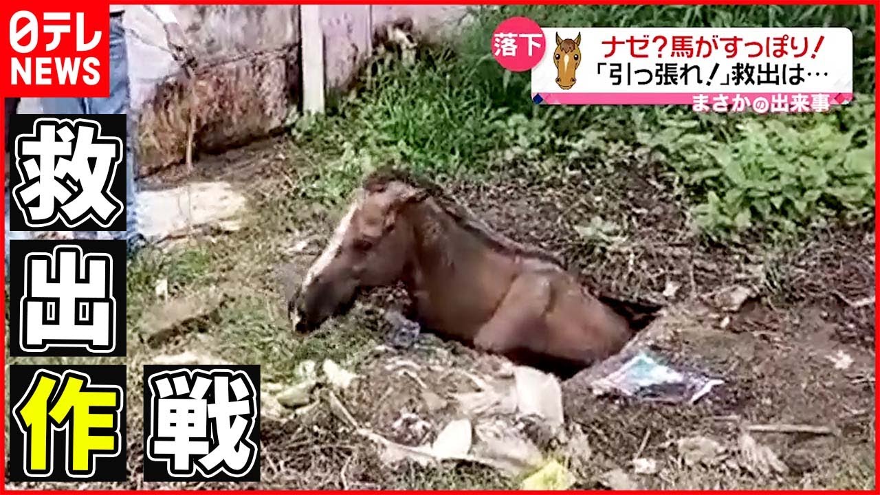 【まさか】馬がすっぽりタンクに落下 ｢引っ張れ！｣救出は インド