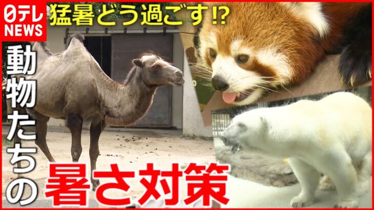 【暑さ】どう乗り切る？動物たちの夏の過ごし方　愛媛　NNNセレクション