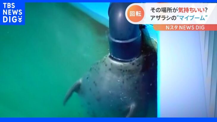 気持ちいいのかな？アザラシのかわいいマイブーム｜TBS NEWS DIG