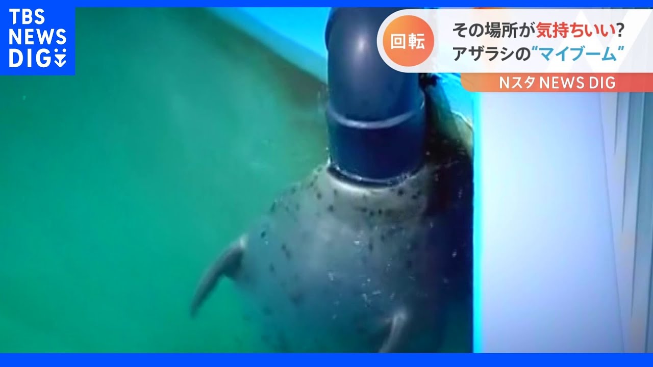 気持ちいいのかな？アザラシのかわいいマイブーム｜TBS&nbsp;NEWS&nbsp;DIG