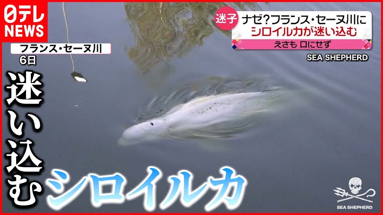 【なぜ？】えさ口にせず…衰弱している状態 フランス・セーヌ川