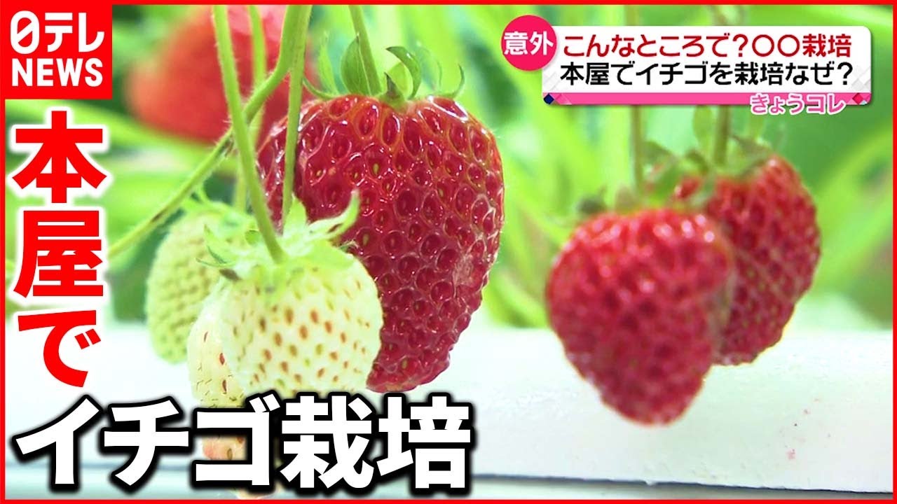 【意外】本屋で“イチゴ” 教習所で“キクラゲ” 意外な場所での“栽培”広がる