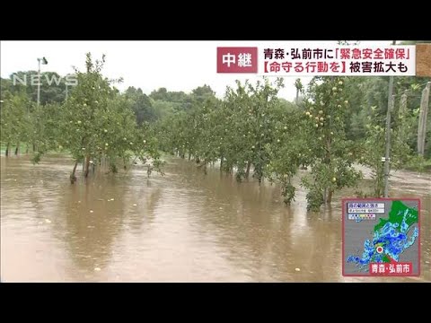 無念…成長のさなかの実もぎ取るリンゴ農園　青森・弘前市で大雨被害(2022年8月9日)