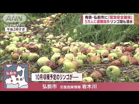 「疫病で腐る…もうダメ」収穫目前に…大雨でリンゴ農園が浸水　生産量減に懸念も(2022年8月9日)