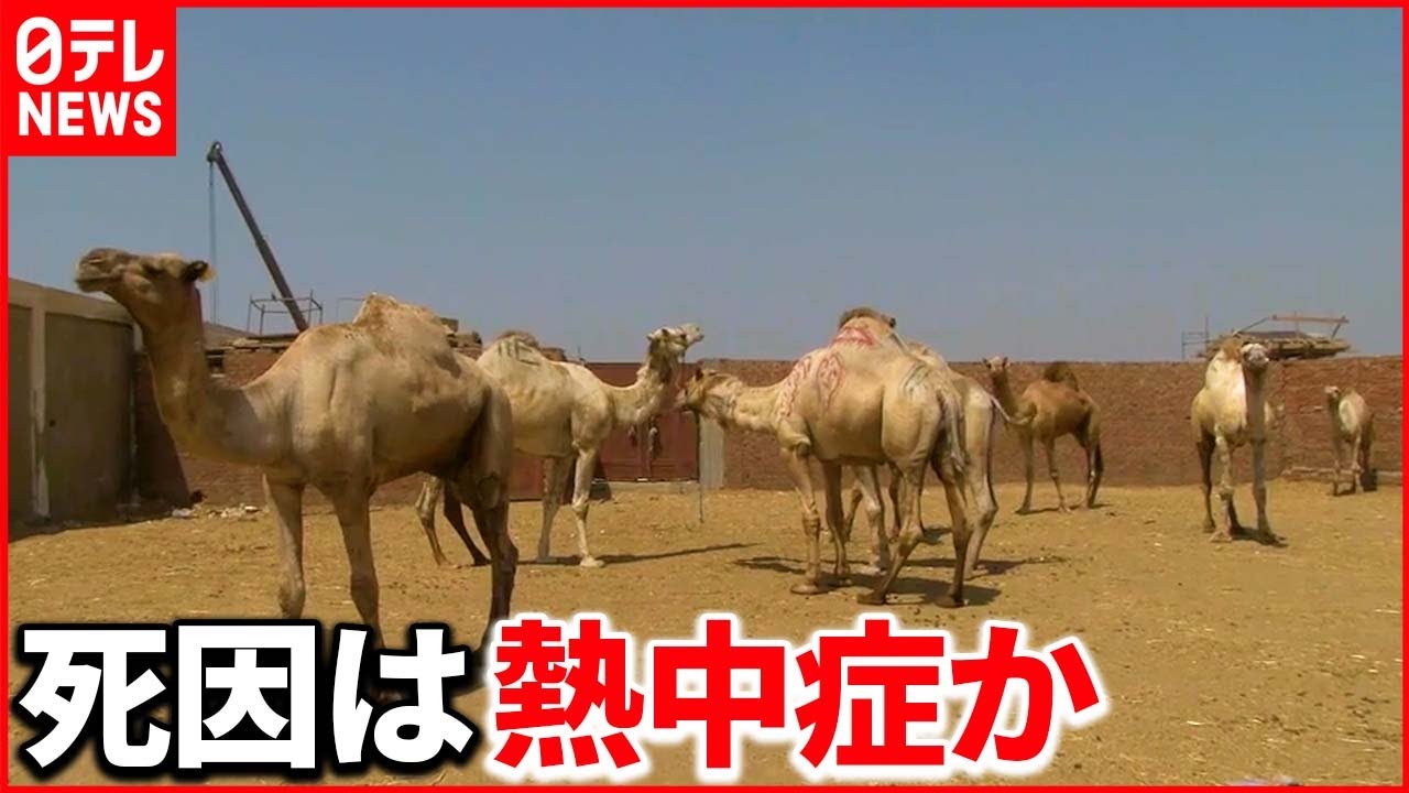 【異変】“暑さに強い”ヒトコブラクダが死亡 愛知県