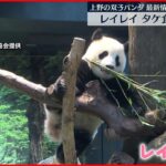【双子パンダ】レイレイが“タケ”食べ始める シャオシャオは確認できず 上野動物園