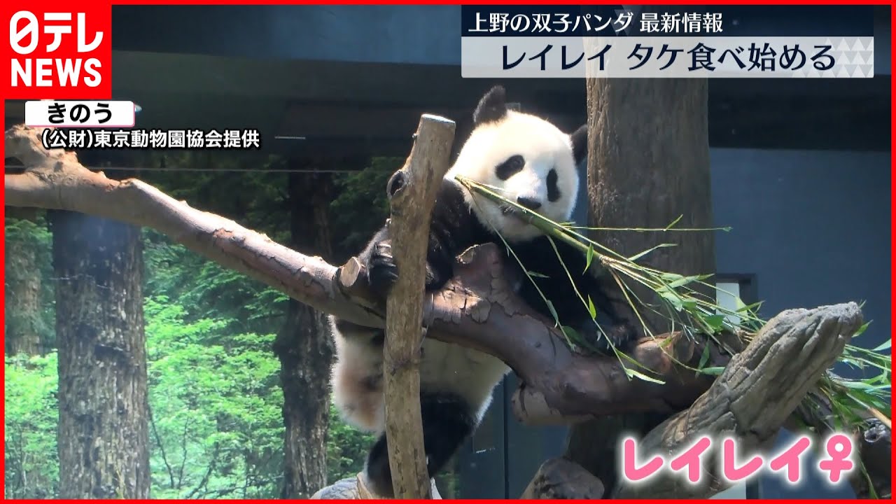 【双子パンダ】レイレイが“タケ”食べ始める シャオシャオは確認できず 上野動物園