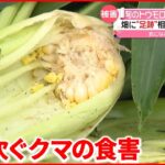 【クマの食害】旬のトウモロコシ食い荒らす 北海道・旭川市