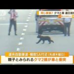 同じ家族か…クマと車　北海道で連日“接触事故”(2022年8月10日)