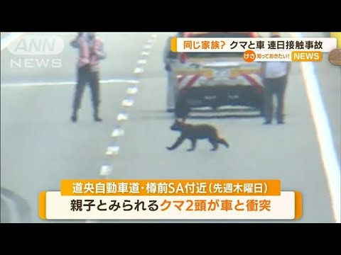 同じ家族か…クマと車　北海道で連日“接触事故”(2022年8月10日)