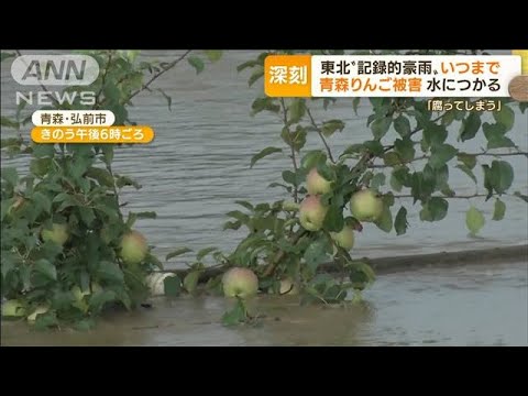 東北で“記録的豪雨”　青森リンゴに影響「疫病で腐る」…さらなる大雨被害も心配(2022年8月10日)
