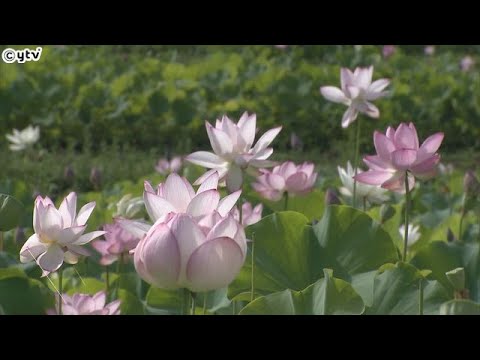 滋賀・長浜市の休耕田で約３万本のハスの花が見ごろ　鮮やかな花を咲かせる　６年前から育てる