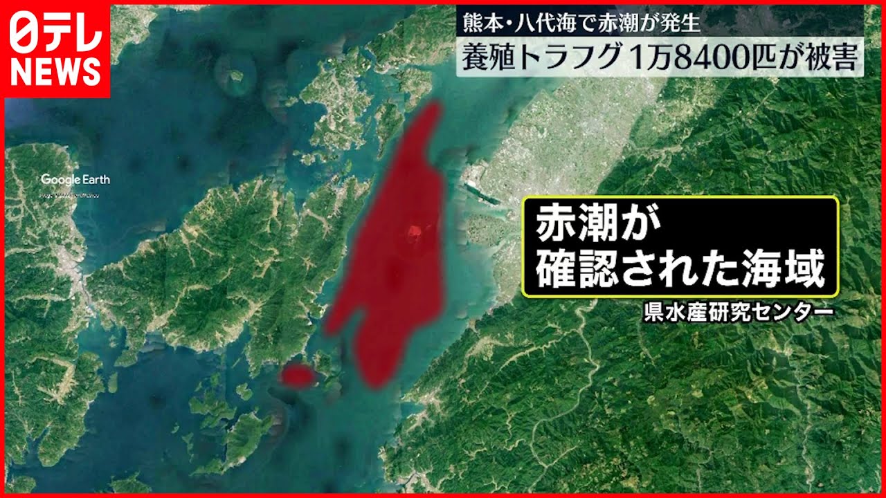 【八代海で赤潮発生】養殖トラフグ大量死など被害