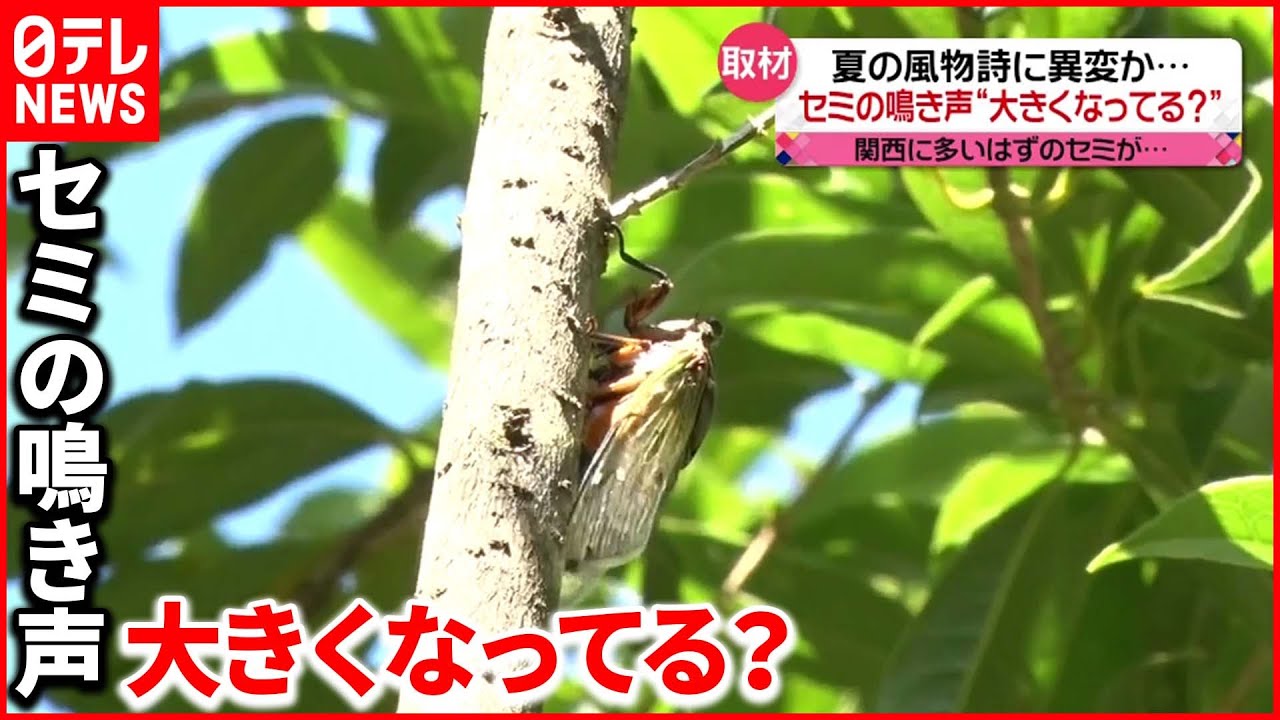 【異変】正体は”クマゼミ”「相当うるさい」関西に多いはずのセミが…