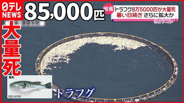 【被害】暑さ続き「赤潮」発生し…養殖のトラフグ8万5000匹が“大量死” 熊本