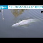 仏セーヌ川に迷い込んだシロイルカ　救出も…安楽死(2022年8月11日)