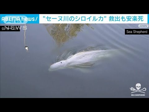 仏セーヌ川に迷い込んだシロイルカ　救出も…安楽死(2022年8月11日)