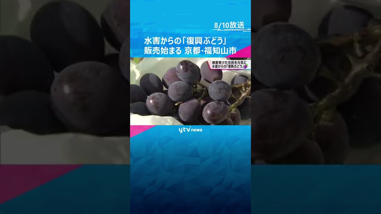 京都・福知山市で「復興ぶどう」の販売始まる 2013年の水害で被害受けた住民を元気に#shorts #読売テレビニュース