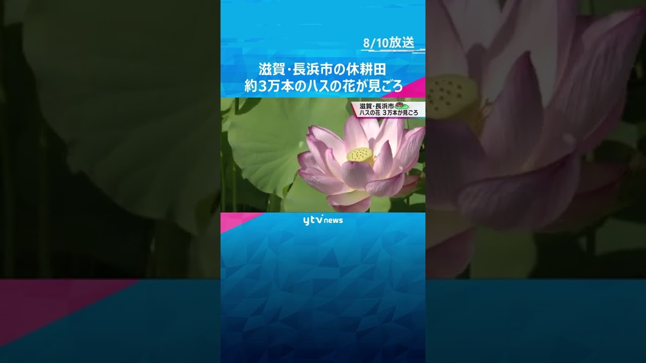 滋賀・長浜市の休耕田で約3万本のハスの花が見ごろ 鮮やかな花を咲かせる 6年前から育てる#shorts #読売テレビニュース
