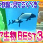 パンダイルカにジュゴン！鳥羽水族館の希少生物を大特集＆独特の展示方法で話題！琵琶湖博物館にいる珍魚とは!?