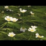滋賀・米原市　水の中に花を咲かせるバイカモが見ごろ　梅に似た小さな白い花