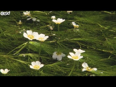 滋賀・米原市　水の中に花を咲かせるバイカモが見ごろ　梅に似た小さな白い花