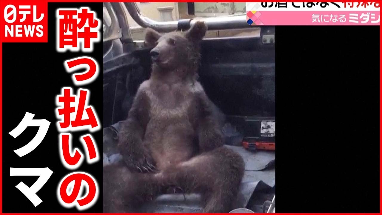 【トルコ】幻覚作用のあるハチミツで…“酔っ払った”クマを保護