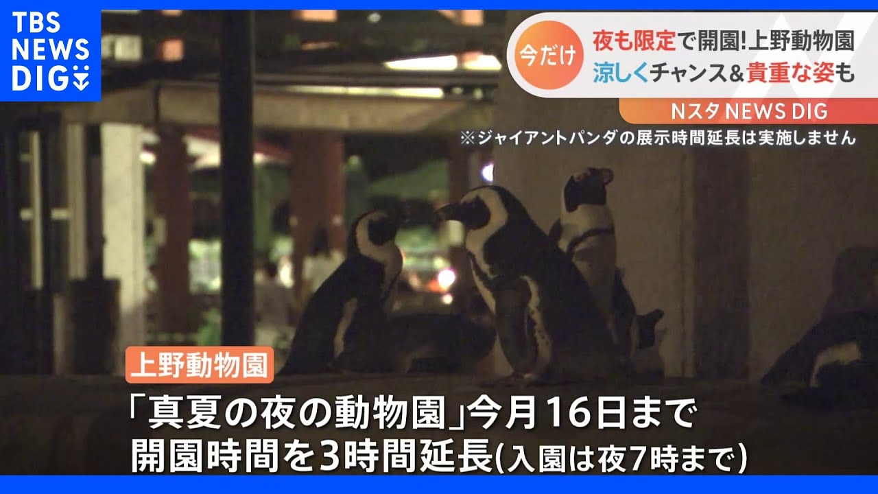 夜行性のトラが動き回る！上野動物園が期間限定で「夜の動物園」を開催。涼しい時間に普段はお目にかかれない生き物の貴重な姿が堪能出来る！｜TBS&nbsp;NEWS&nbsp;DIG