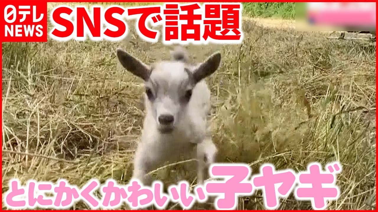 【甘えん坊】必死に鳴きながら飼い主を探す“子ヤギ”
