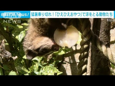 「ひえひえおやつタイム」動物たちに“果実の氷” 富山市ファミリーパーク(2022年8月14日)