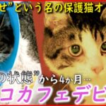 【保護猫】交通事故を乗り越え… “幸せ”という名の保護猫オリ 猫カフェデビュー 第２話