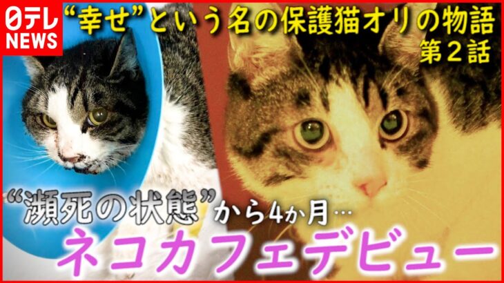 【保護猫】交通事故を乗り越え… “幸せ”という名の保護猫オリ 猫カフェデビュー 第２話