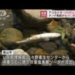 岐阜・高山市　タンク亀裂から飛騨川に薬品流出　アユなど魚1200匹以上死ぬ(2022年8月15日)