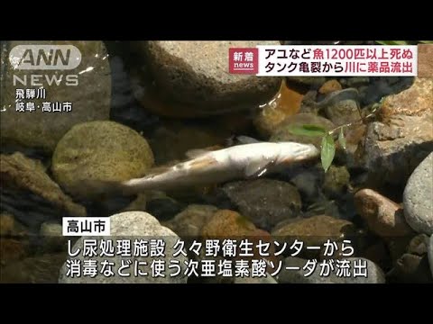 岐阜・高山市　タンク亀裂から飛騨川に薬品流出　アユなど魚1200匹以上死ぬ(2022年8月15日)