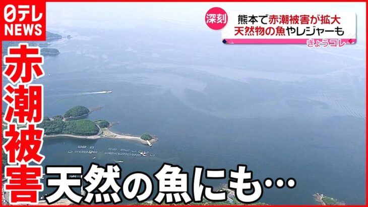 【赤潮被害が拡大】養殖ものだけでなく… 熊本県