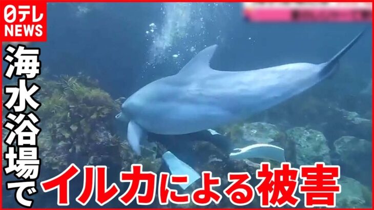【危険な生き物】釣り人気“毒魚”にご用心 海水浴場では“人かむイルカ” 被害が続出…
