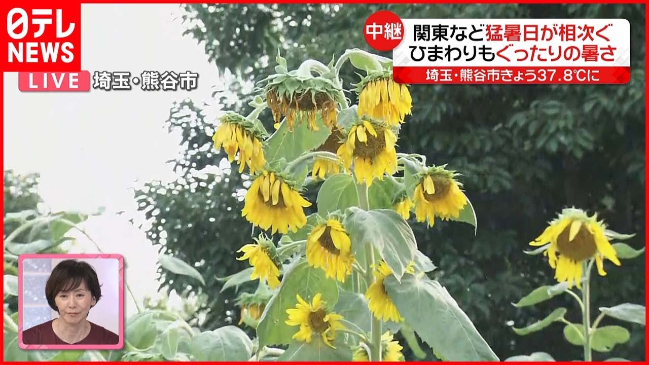 【熊谷から中継】ひまわりもションボリ…関東など猛暑日相次ぐ
