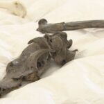 １８００年前生息の「犬」の骨に「九九」が書かれた木簡も　関西の遺跡から新たな発見相次ぐ