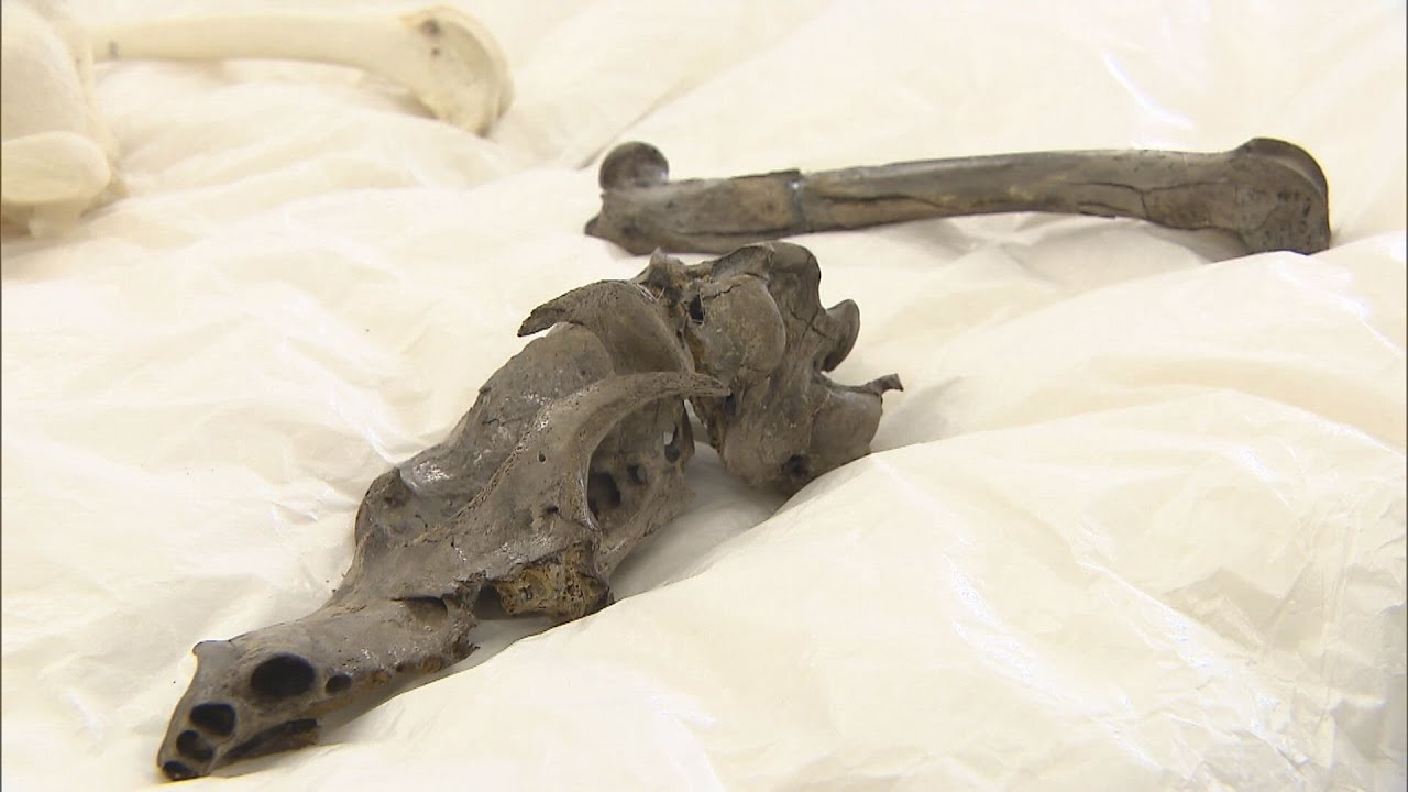 1800年前生息の「犬」の骨に「九九」が書かれた木簡も 関西の遺跡から新たな発見相次ぐ