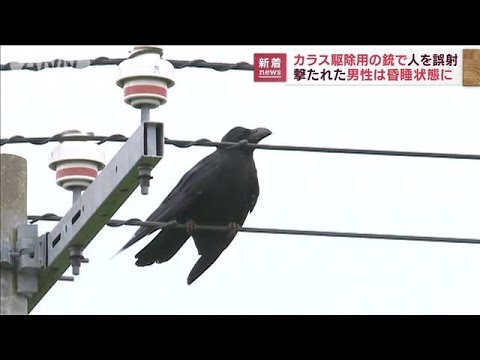 カラス駆除用の空気銃で誤射　男性が頭撃たれ昏睡状態(2022年8月16日)