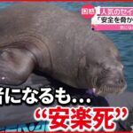 【人気のセイウチ“安楽死”】港に現れ…かわいらしい姿で人気者になるも… ノルウェー