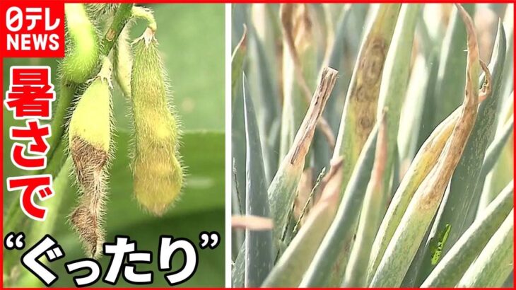 【危険な暑さ】猛暑日が相次ぎ… 枝豆や葉物野菜も“ぐったり”生育に影響