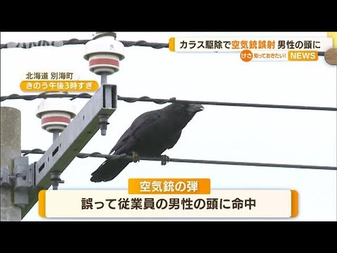 カラス駆除で空気銃誤射…男性の頭当たり　昏睡状態(2022年8月17日)