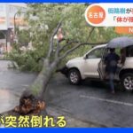 【瞬間映像】「体が揺れるほどの衝撃」街路樹が突然倒れ車直撃　名古屋｜TBS NEWS DIG