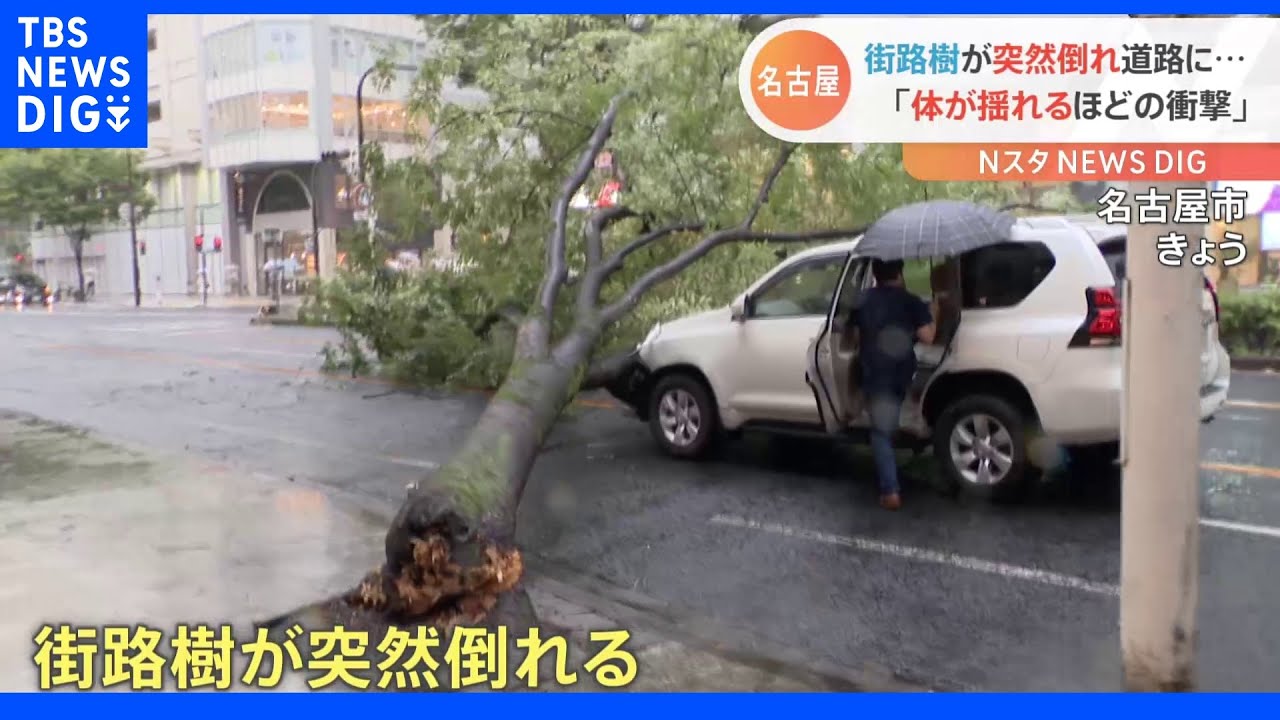 【瞬間映像】「体が揺れるほどの衝撃」街路樹が突然倒れ車直撃　名古屋｜TBS&nbsp;NEWS&nbsp;DIG